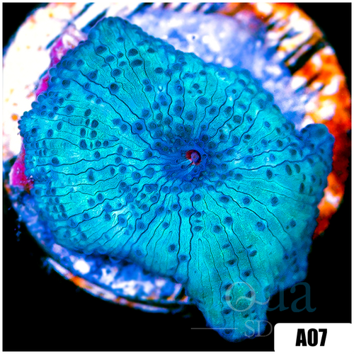 Blue Mans Discosoma