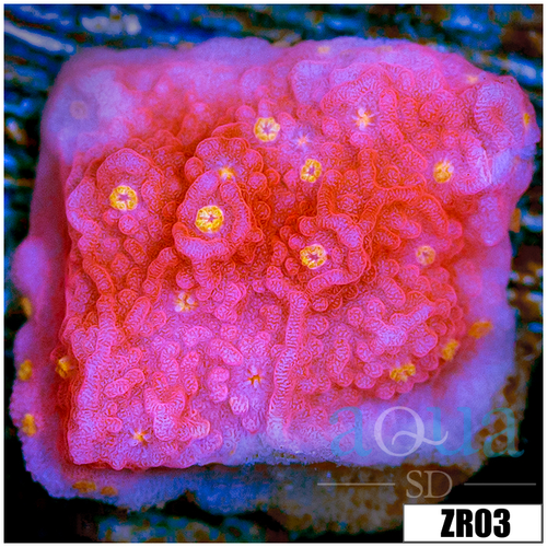 Sunburst Montipora