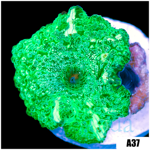 Cammo Discosoma Mushroom