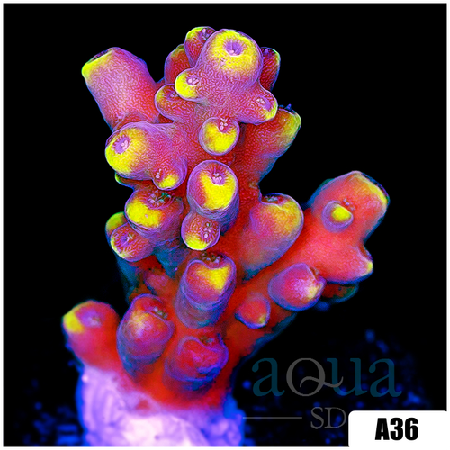 Golden Tipped Tort Acropora