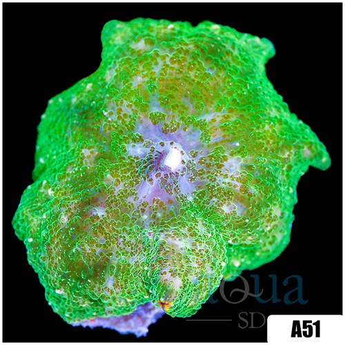 Nuclear Discosoma Mushroom