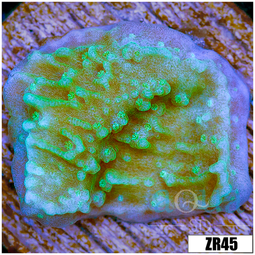 Nuclear Plating Monti