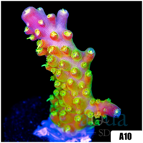 Paletta Pink Tips Acropora