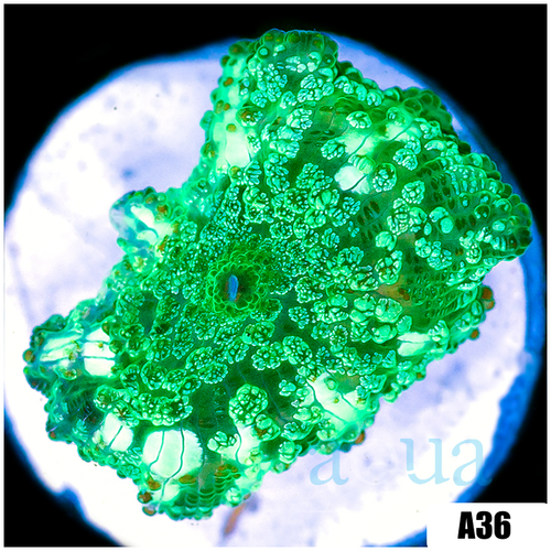 Cammo Discosoma Mushroom