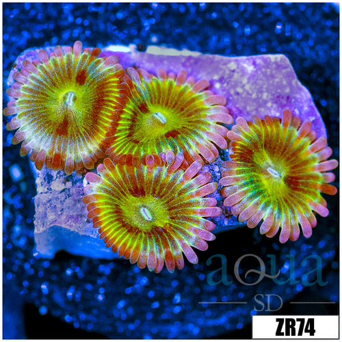 Chiquita Zoanthids