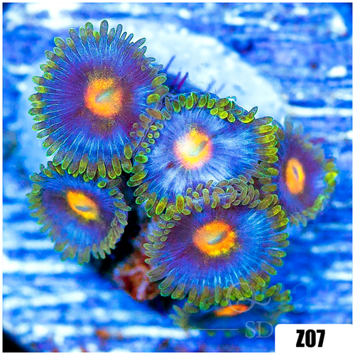 Blow Pop Zoas