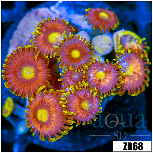 Flaming Pumpkin Zoanthids