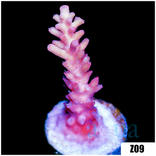 Strawberry Tort Acropora