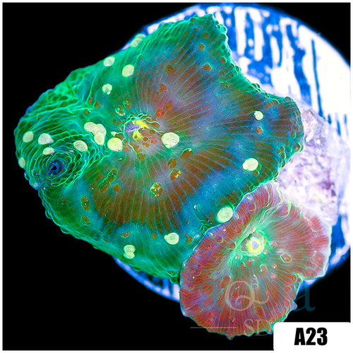 Jade Discosoma Mushroom