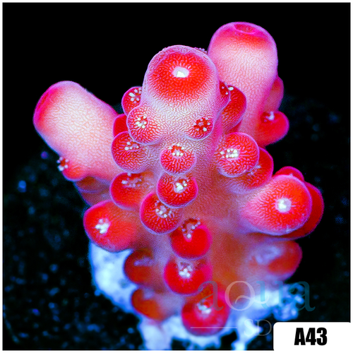 ASD Cherry Blossom Acropora