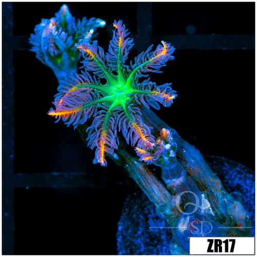 Firework Clove Polyps