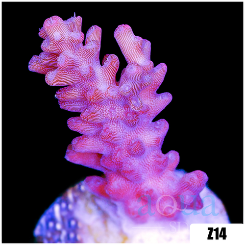 Strawberry Tort Acropora