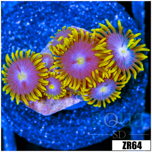 Blow Pop Zoas