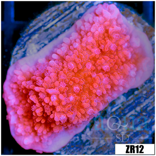 Orange Encrusting Monti