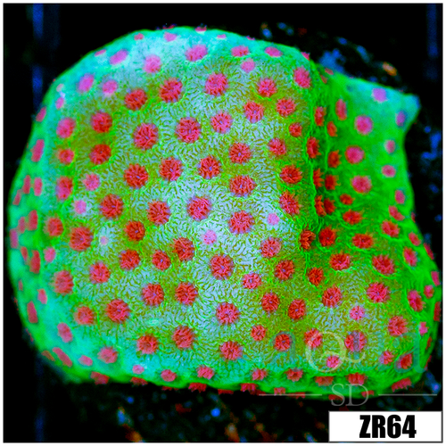 Strawberry Fields Montipora
