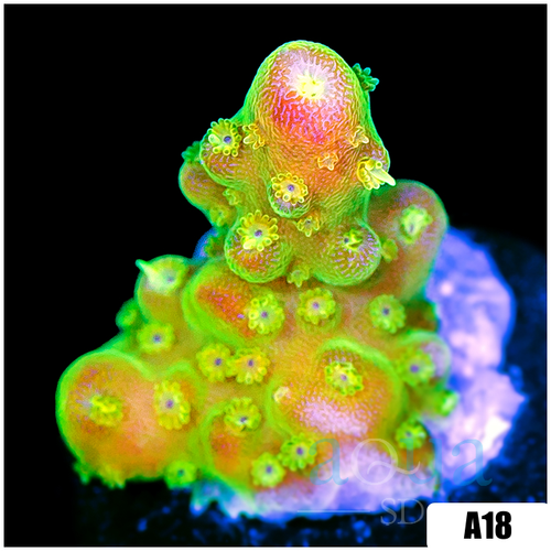 Paletta Pink Tips Acropora