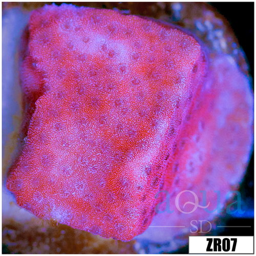 Juggernaut Montipora