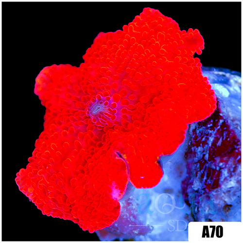 Lava Discosoma