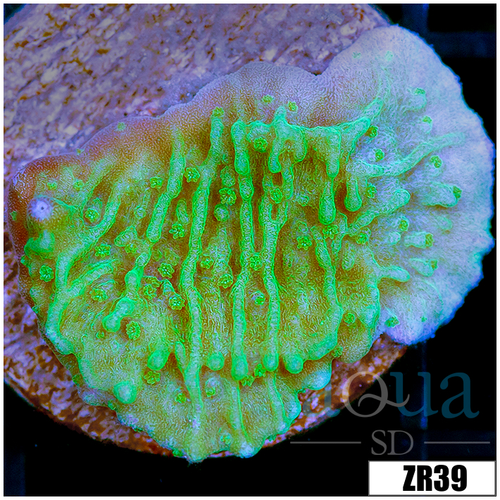Nuclear Plating Monti