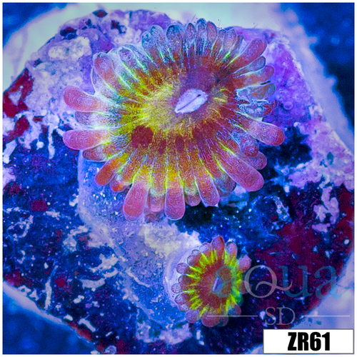 Chiquita Zoanthids