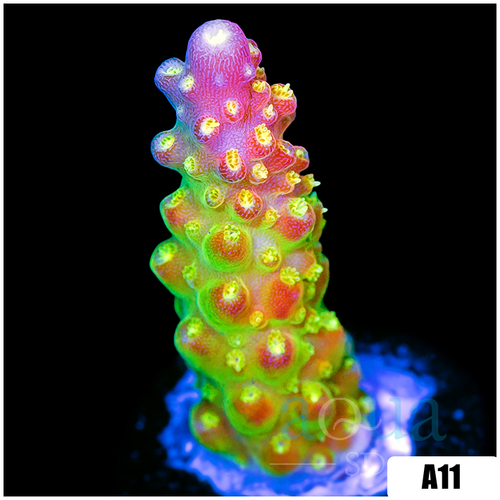 Paletta Pink Tips Acropora