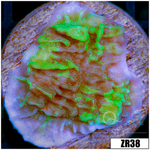 JF Cold Fusion Monti