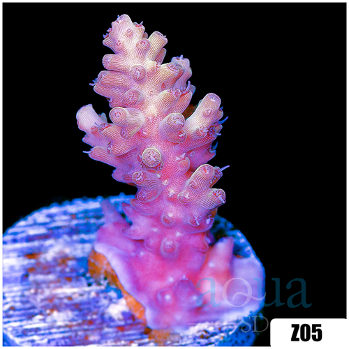 Strawberry Tort Acropora