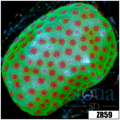 Strawberry Fields Montipora