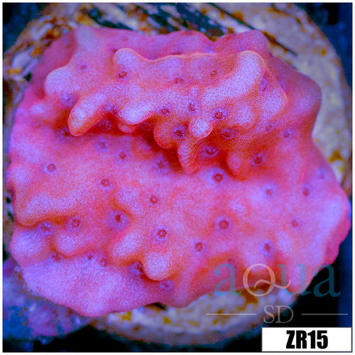 Orange Phoenix Montipora