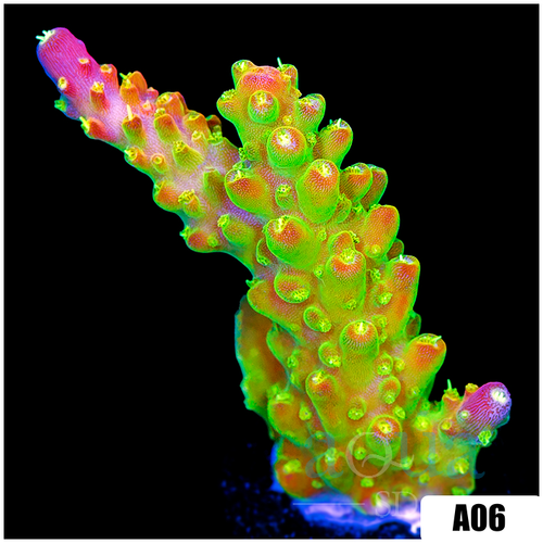 Paletta Pink Tips Acropora