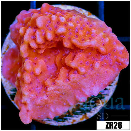 Orange Phoenix Montipora