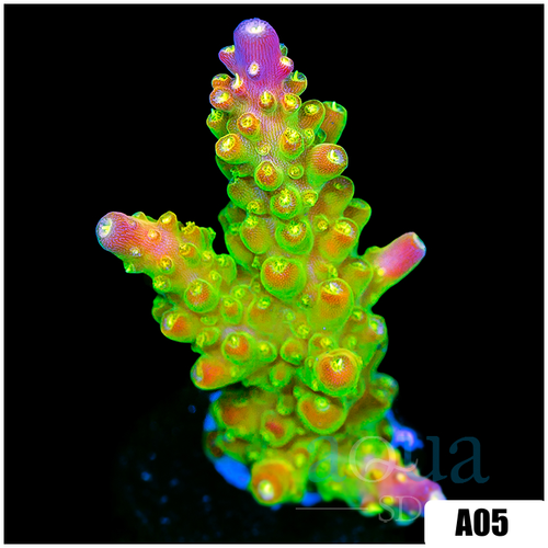 Paletta Pink Tips Acropora