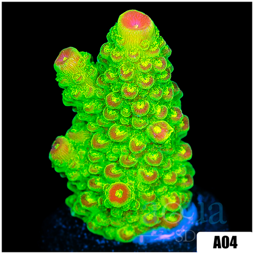 Heavenly Glow Acropora