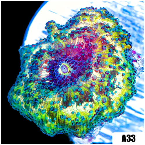 Teal Spotted Discosoma Mushroom