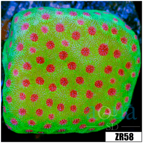 Strawberry Fields Montipora