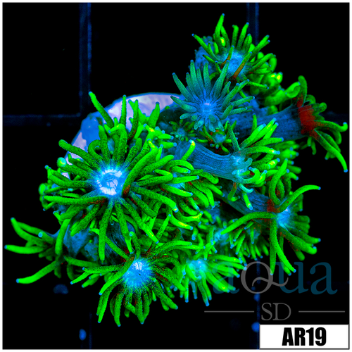 Neon Star Goniopora