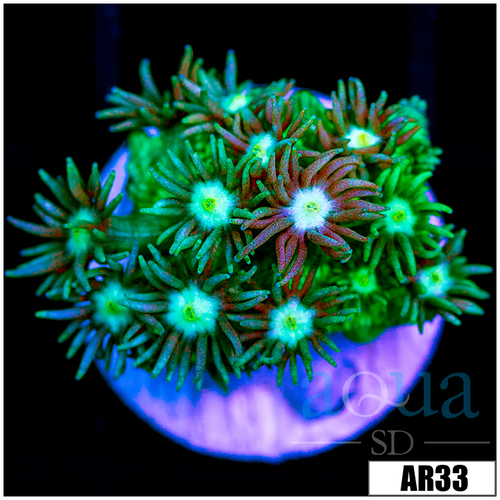 Neon Star Goniopora