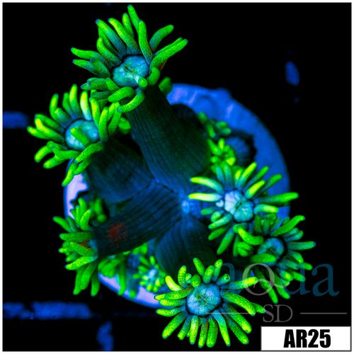 Neon Star Goniopora