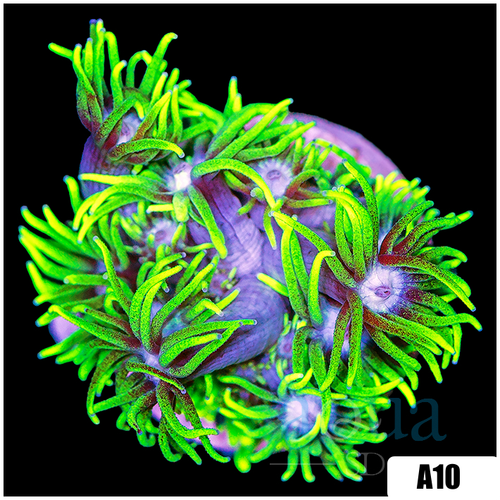 Neon Star Goniopora