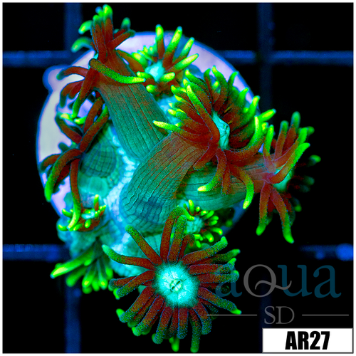 Neon Star Goniopora