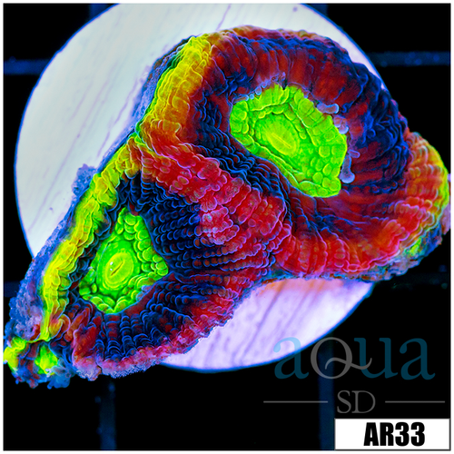 Rainbow Soul Favia