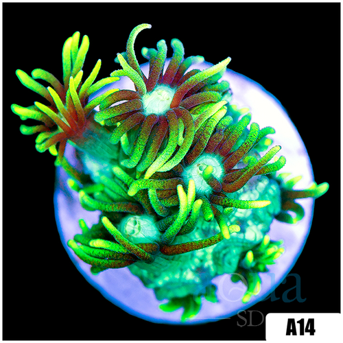 Neon Star Goniopora