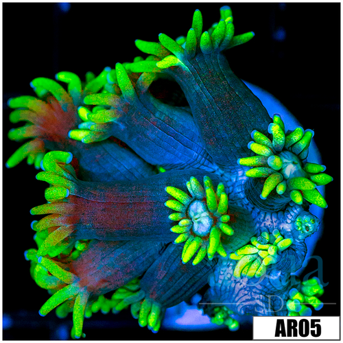 Neon Star Goniopora