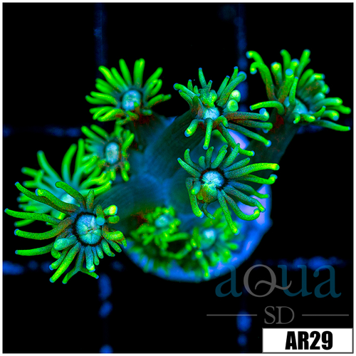 Neon Star Goniopora