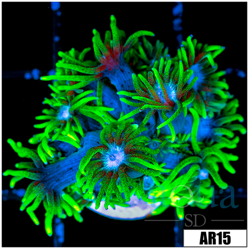 Neon Star Goniopora
