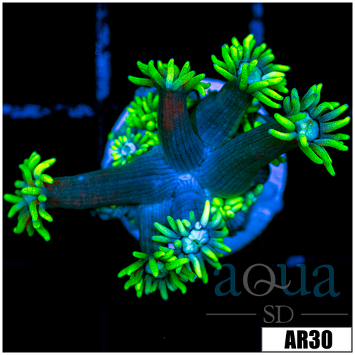 Neon Star Goniopora