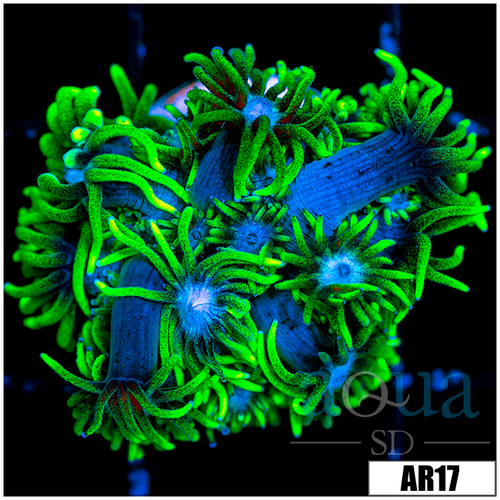Neon Star Goniopora