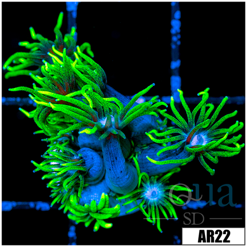 Neon Star Goniopora