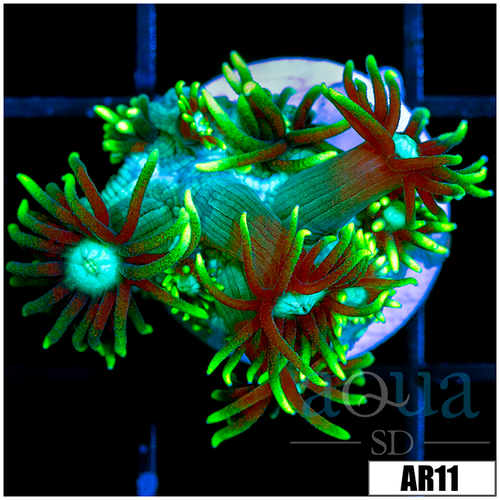 Neon Star Goniopora