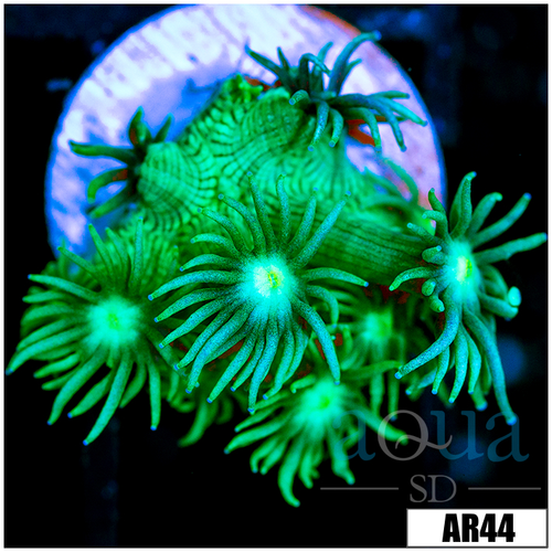 Neon Star Goni